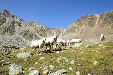 Chalet White Diamond - Chalet White Diamond .1