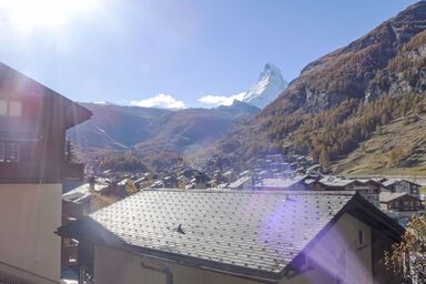 Dianthus - Dianthus .3