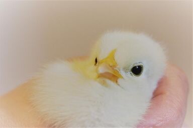 Wenzlhof - Birkhahn