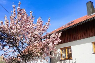 Ferienwohnung zur alten Schmiede - Ferienwohnung zum Wilderer