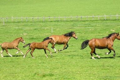 Chalet Désir, Lajoux - Chalet Désir, Lajoux .1