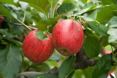 Ferienwohnungen- Obsthof Pieber - Ferienwohnung Apfel