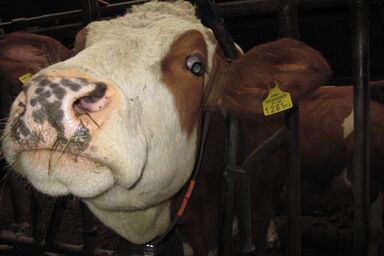 Bauernhof Serner - Ferienwohnung "Kuhfamilie"