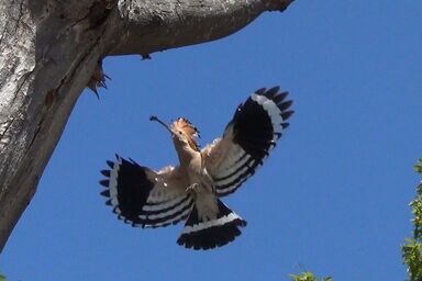 Chalet Oase - Chalet Oase .1