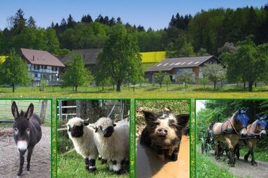 Tieroase Grünegg - Tieroase Grünegg .1