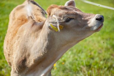 Bergpension Christine - Ferienwohnung Flieder