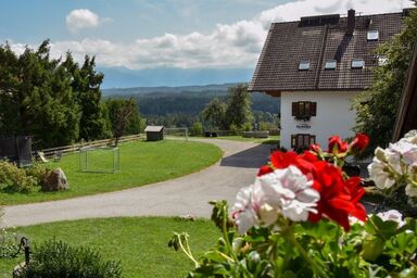 Biohof-Rechenmacher - 2 Ringelblume