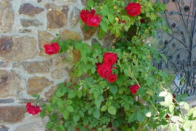 Ferienwohnung Späth - Ferienwohnung
