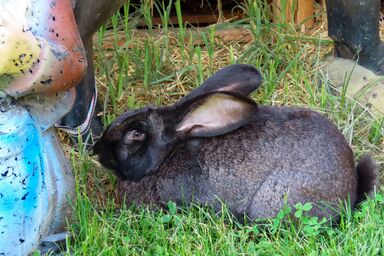 Waldpension in Steinfeld - Waldpension in Steinfeld .1