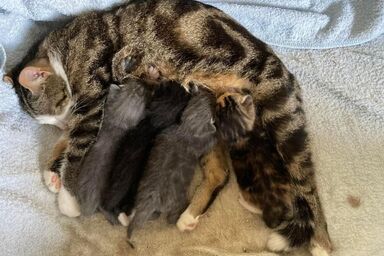 Wohnung "Rustique" - Wohnung "Rustique" .1