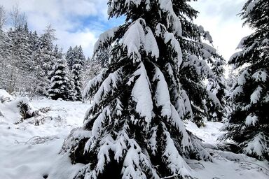 Landhaus Friedl - Ferienwohnung Tulpe  Erdgeschoss mit Terrasse