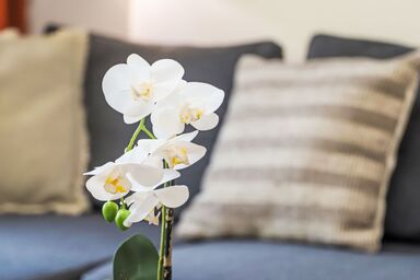 Rosablanche E003A - Rosablanche C32 .34