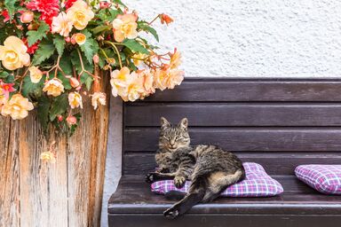 Stabentheiner-Hof - Arnika