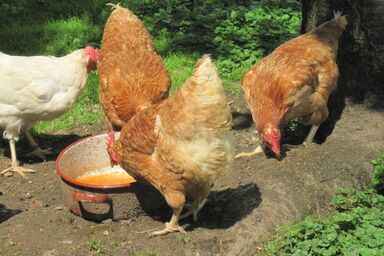 Bauernhof Serner - Ferienwohnung "Henderlfamilie"