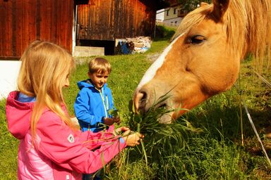 Naturerlebnis Lärchenhof - Arnika
