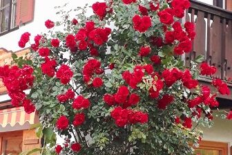 Gschoßhäusl - Dreibettzimmer Nr. 8, Etagendusche+WC, Balkon, 20 qm, Schlafsofa, Dachgeschoss