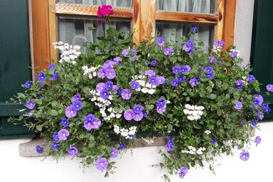 Altes Forsthaus - Ferienwohnung Förster