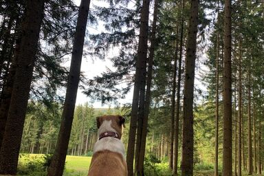 Erlebnisbauernhof Sternhof - Ferienwohnung auf dem Bauernhof