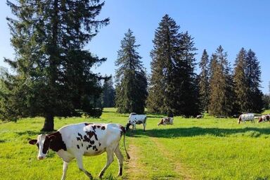 la ferme de la gaby - la ferme de la gaby .1