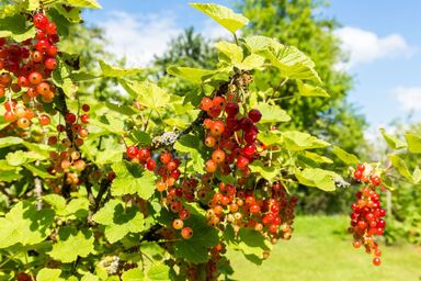 "Obstwiese" - "Obstwiese" .1