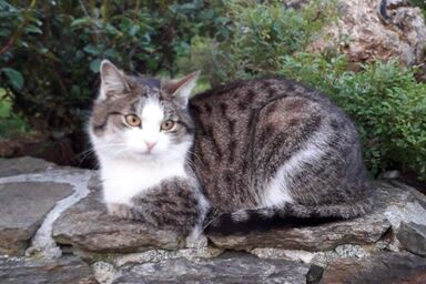 Bauernhof Serner - Ferienwohnung "Katzenfamilie"