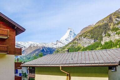 Dianthus - Dianthus .1