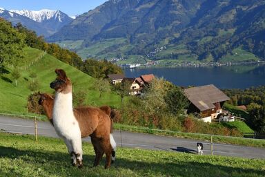 Holzhaus auf Lamahof - Holzhaus auf Lamahof .1