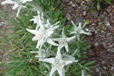Alpen-Paradies Edelweiss Urnäsch - Alpen-Paradies Edelweiss Urnäsch .1