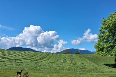 Gästehaus Alpenglüh'n - Ferienwohnung Hörnle