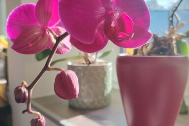 Suite Orchidee - SalzkammerNest