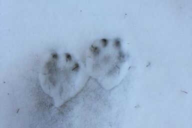 Gwunderstübli - Gwunderstübli .1