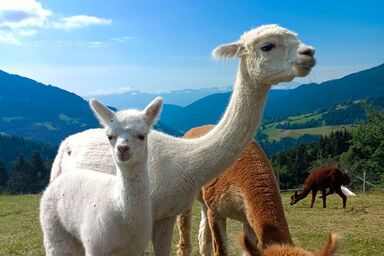 Dürregger - Ferienwohnung