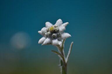 Griesbauer - Familie Gehwolf - Appartement Edelweiss mit Dachterrasse