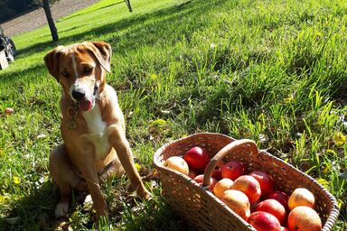 Beim Öllerbauer - Ferienwohnung Naturpark