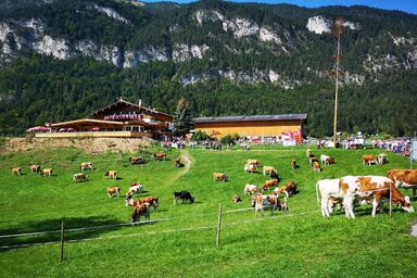 Haflingerhof - Einzelzimmer zum Wilden Kaiser