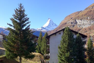 St. Bernhard - St. Bernhard .1