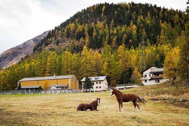 Chesa Formel - Stalla Engiadina - Chesa Formel - Stalla Engiadina .1