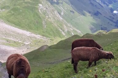 Ferienwohnung - Ferienwohnung .1