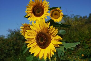 Unteres Feld - SONNENBLUME