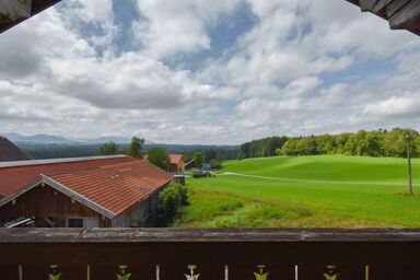 Biohof-Rechenmacher - 3 Löwenzahn