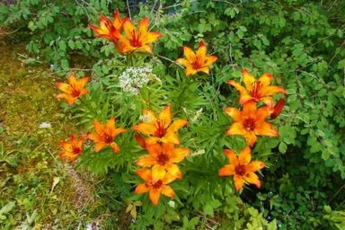 Alte typische Engadinermühle - Alte typische Engadinermühle .1