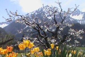 Geisteier's Hüs - Ferienwohnung