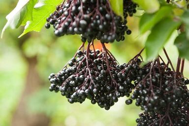 Ferienwohnungen- Obsthof Pieber - Ferienwohnung Holunder